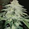 Auto Chemdawg feminised Ganja Seeds
