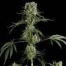 Moby Dick #2 feminised Dinafem Seeds Moby Dick #2 feminised Dinafem Seeds