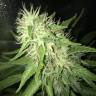 Moby Dick #2 feminised Dinafem Seeds Moby Dick #2 feminised Dinafem Seeds