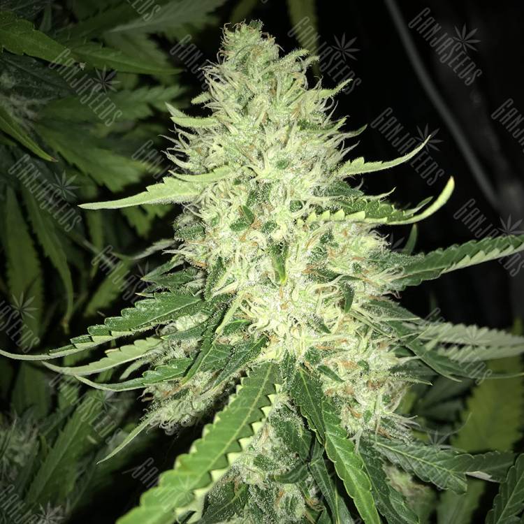 Moby Dick #2 feminised Dinafem Seeds Moby Dick #2 feminised Dinafem Seeds