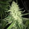 Moby Dick #2 feminised Dinafem Seeds Moby Dick #2 feminised Dinafem Seeds