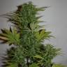 семена индийской конопли Auto Jasybay feminised Bang Seeds