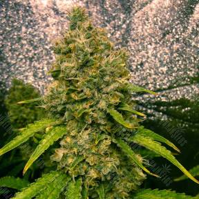 Auto Jasybay feminised Bang Seeds