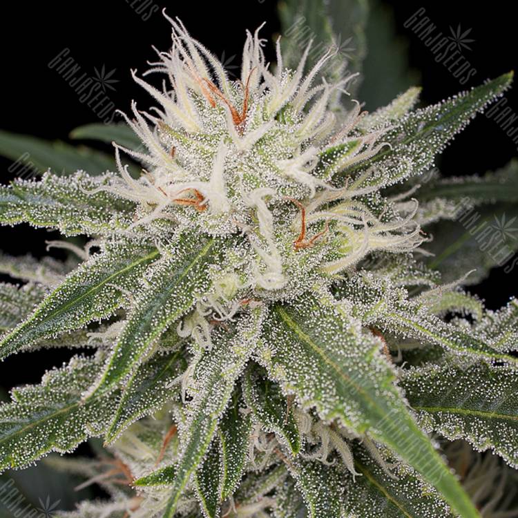 где заказать семена конопли Original Amnesia feminised Dinafem Seeds