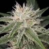 где заказать семена конопли Original Amnesia feminised Dinafem Seeds