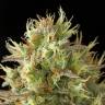 семена конопли почтой Original Amnesia feminised Dinafem Seeds