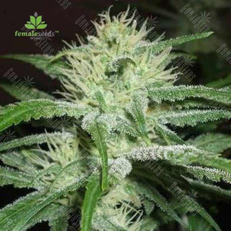 автоцветущие семена конопли Auto Speed Bud feminised Female Seeds