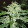 автоцветущие семена конопли Auto Speed Bud feminised Female Seeds