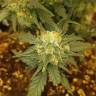 семена конопли курьером Auto Baby Boom feminised Kannabia Seeds семена конопли курьером Auto Baby Boom feminised Kannabia Seeds