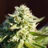 семена конопли f1 в оригинальной упаковке Northern Light feminised Nirvana Seeds