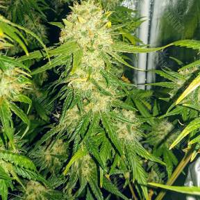 Haze feminised Ganja Seeds