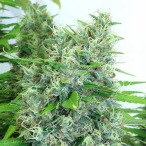 Kali Mist feminised Serious Seeds