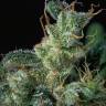 заказ семян конопли Kali Mist feminised Serious Seeds