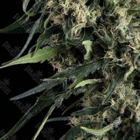 Auto Northern Lights feminised Trikoma Seeds