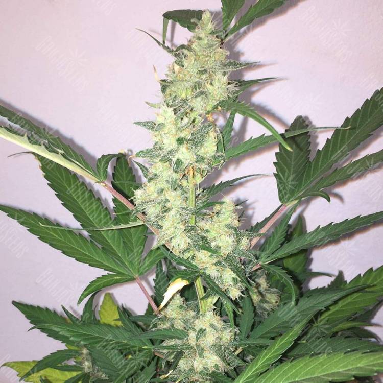 семена конопли гидропоники Auto New York Diesel feminisedGanjaLive Seeds