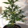 семена конопли с доставкой Auto New York Diesel feminised GanjaLiveSeeds