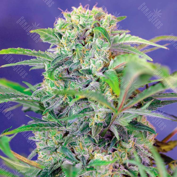 Семена Mandarine feminised Ganja Seeds Семена Mandarine feminised Ganja Seeds