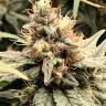 Семена конопли Mandarine feminised Ganja Seeds Семена конопли Mandarine feminised Ganja Seeds