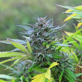 Super Hash feminised Ganja Seeds