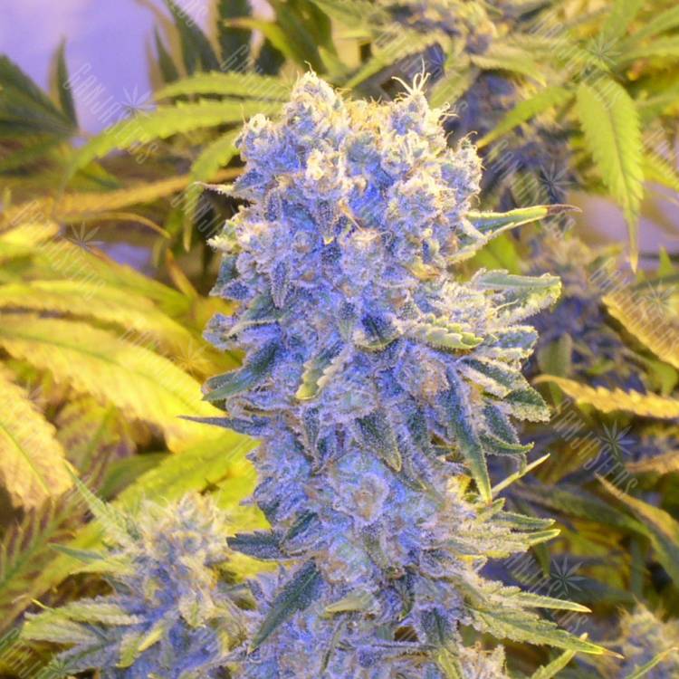семена конопли дешево Northern Lights x Chronic feminised