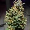 Auto Cream Caramel feminised Ganja Seeds
