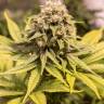 Critical Mass CBD feminised Ganja Seeds