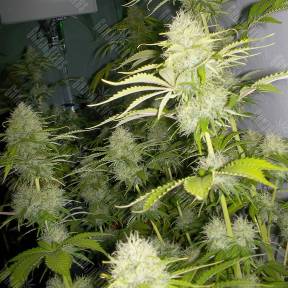 Auto Kaindy feminised Bang Seeds