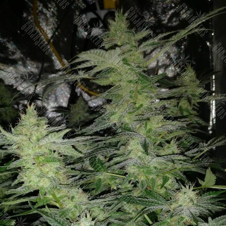 заказ семян конопли Москва Nirvana regular Ganja Seeds заказ семян конопли Москва Nirvana regular Ganja Seeds