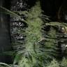 семена конопли Россия Nirvana regular Ganja Seeds семена конопли Россия Nirvana regular Ganja Seeds