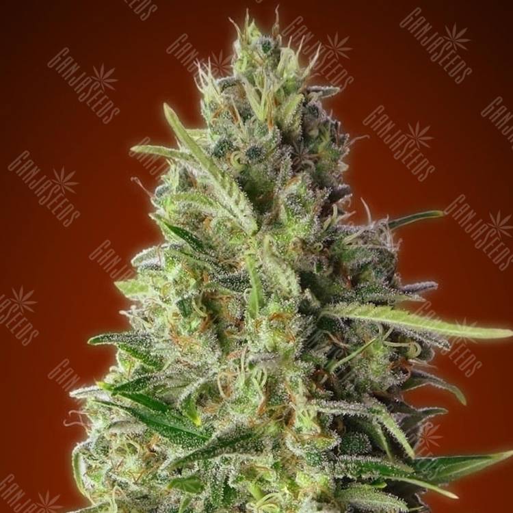семена конопли сорта сатива Kali 47 feminised Advanced Seeds