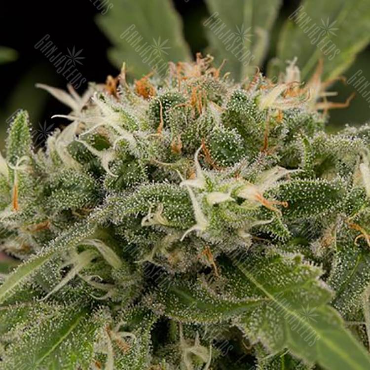 семена конопли марихуаны Original Strawberry Cough feminised Dinafem Seeds