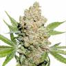 семена конопли Auto Lemon Zkittle feminised Dutch Passion Seeds семена конопли Auto Lemon Zkittle feminised Dutch Passion Seeds