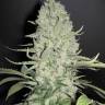 урожайные семена конопли Auto White Widow x Big Bud feminised Female Seeds