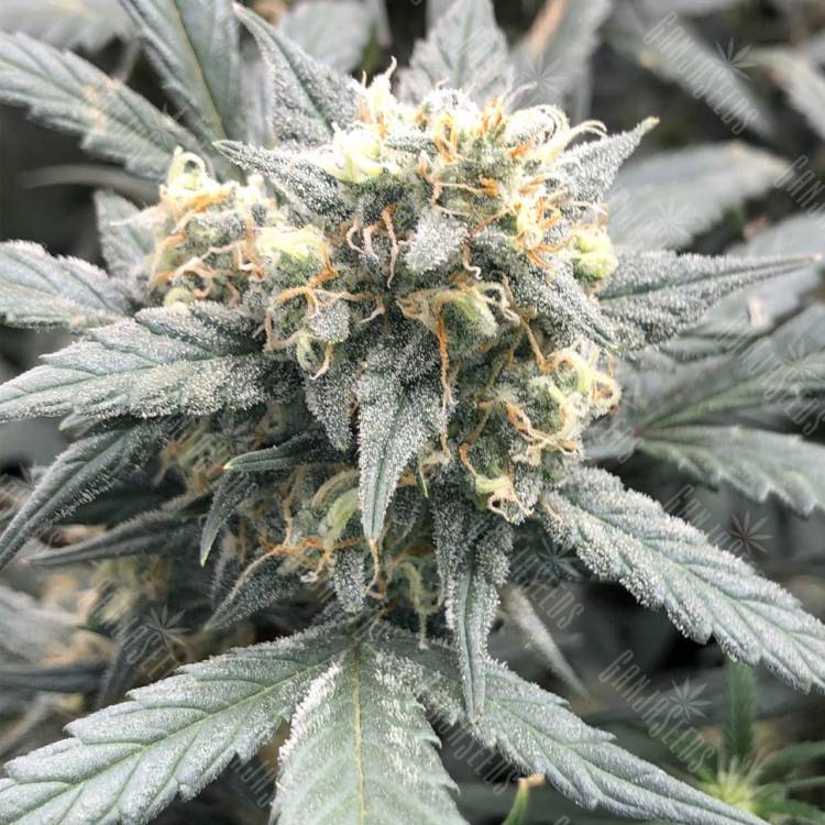 семена конопли в России Auto Gnomo feminised Kannabia Seeds