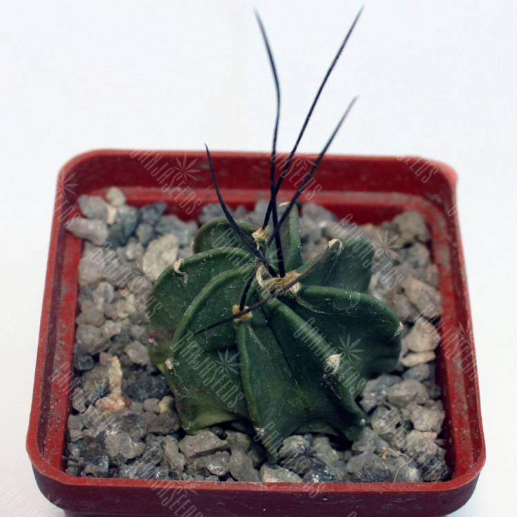 Семена кактуса Astrophytum crassispinum taiho Семена кактуса Astrophytum crassispinum taiho