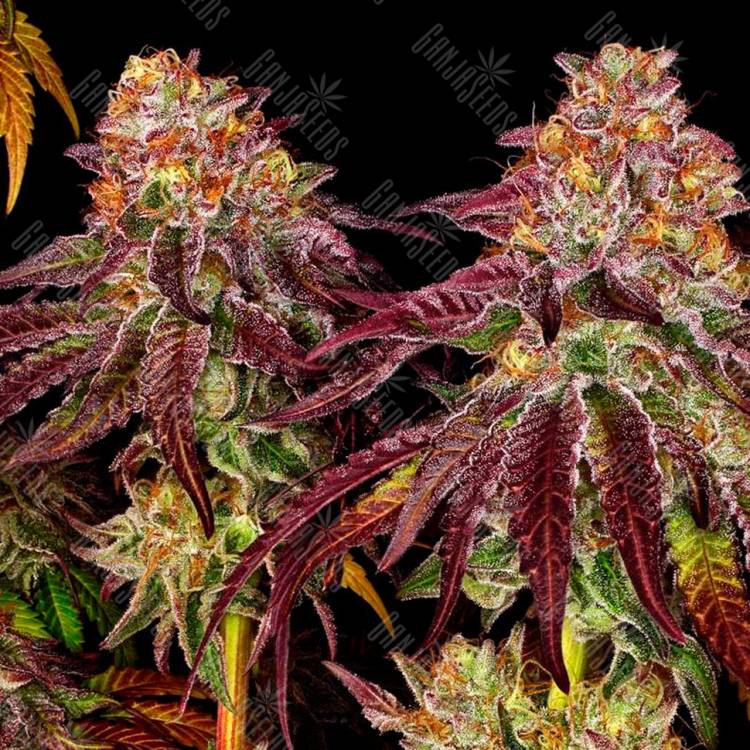 Семена конопли Mimosa feminised Ganja Seeds заказать Семена конопли Mimosa feminised Ganja Seeds заказать