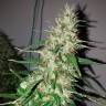 семена конопли интернет магазин Auto Power Plant feminised