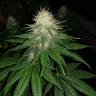 семена конопли недорого Auto Power Plant feminised