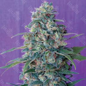 Hashberry regular Mandala Seeds