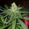Power Kush feminised Dinafem Seeds Power Kush feminised Dinafem Seeds