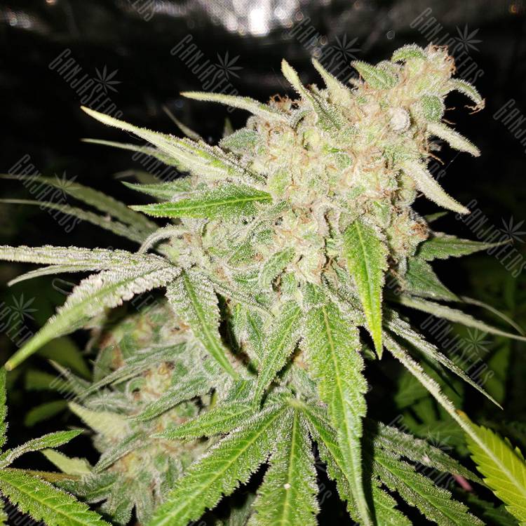 Power Kush feminised Dinafem Seeds Power Kush feminised Dinafem Seeds