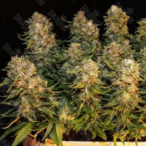 Auto Karatal feminised Bang Seeds