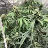 семена культурной конопли купить Orange Skunk regular Ganja Seeds