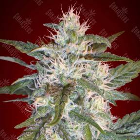 Kaya 47 feminised Advanced Seeds