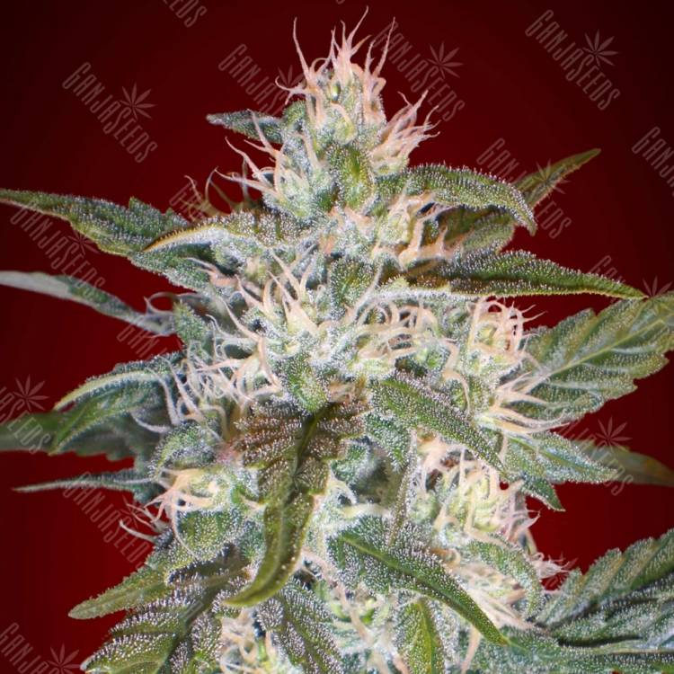 семена конопли для курения Kaya 47 feminised Advanced Seeds