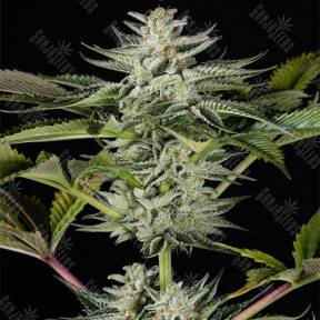 Ocean Grown Cookies feminised Dinafem Seeds