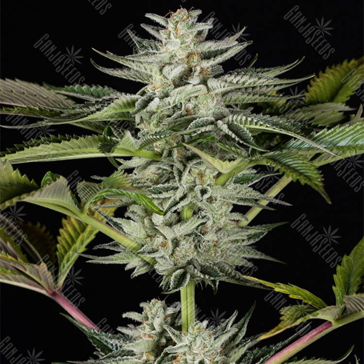 хорошие семена конопли Ocean Grown Cookies feminised Dinafem Seeds