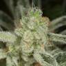 семена индийской конопли Ocean Grown Cookies feminised Dinafem Seeds