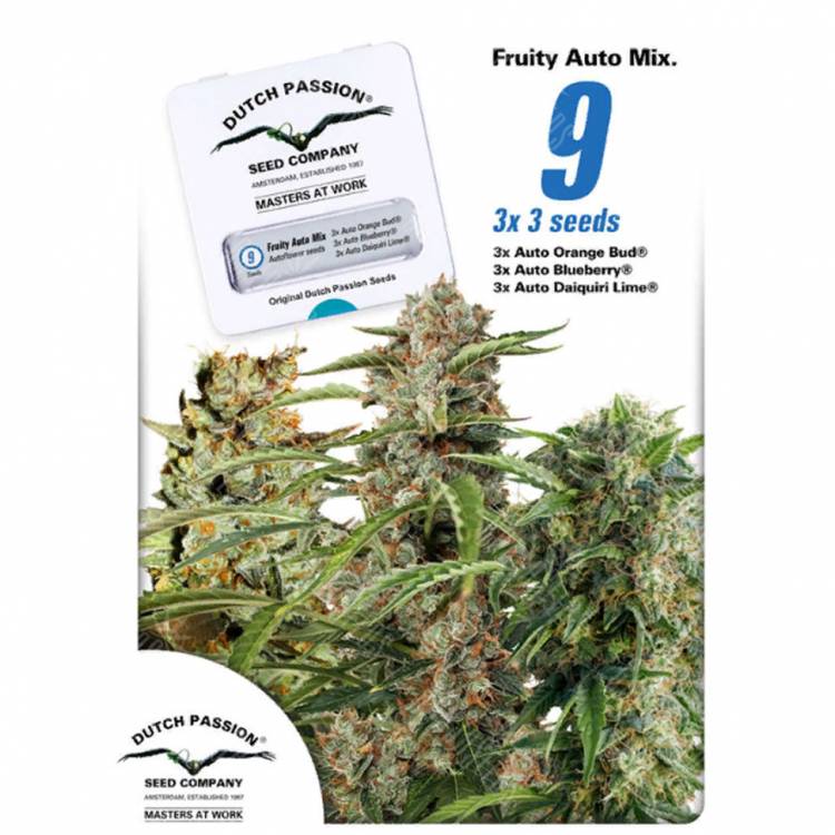 заказать на сайте семена конопли Autoflower Fruity Mix feminised Dutch Passion Seeds заказать на сайте семена конопли Autoflower Fruity Mix feminised Dutch Passion Seeds