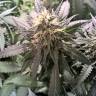 семена конопли Россия Blueberry Cheesecake feminised Female Seeds